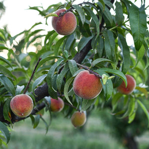 https://www.froghollow.com/cdn/shop/products/gold-dust-peaches-orchard-2_962328be-3698-46e9-a297-e66bc5ca3e29_300x300.jpg?v=1679091509