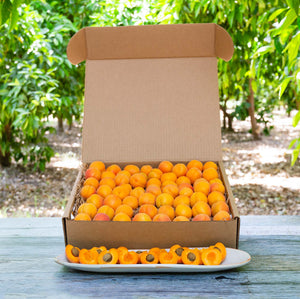 Organic Goldensweet Apricots | Pre-Order