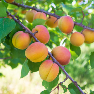 2024 Gotta Have My Apricots | Organic Fruit Club | 4 Shipments