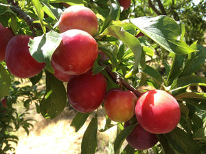 2013 Gotta Have My Plums and Pluots | Organic Fruit Delivery