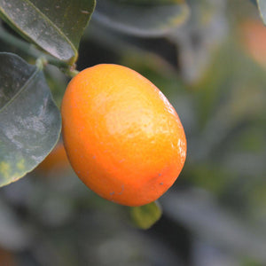 Organic Kumquats