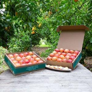 Fuji apples *seconds* *not organic* 5 kilo box – Nagano, Naturally