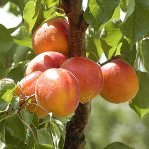Gotta Have My Apricots | Organic Fruit Delivery