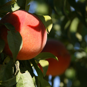 Organic Autumn Flame Peaches | Organic Peaches