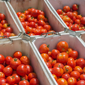 Organic Red Tomato Sampler