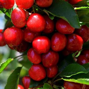 Royal Tioga Cherry | Organic Fruit Delivery