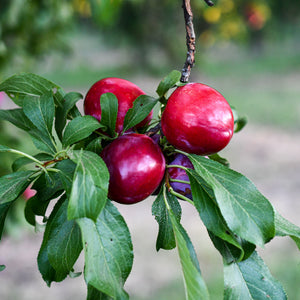 Organic Pears – Frog Hollow Farm