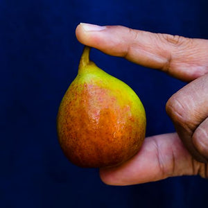 Organic Seckel European Pears, Frog Hollow Farm Fruit