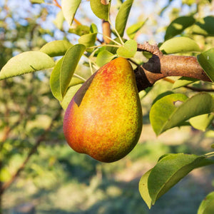 Organic Warren pears  with green and speckled red skin hanging on a tree branch in the sun.