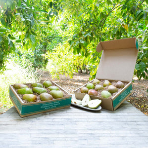 Organic Warren pears  with green and speckled red skin in two large boxes placed on a table in an orchard.