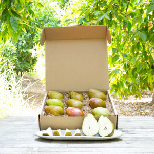 Organic Warren pears  with green and speckled red skin in a large box placed on a table in an orchard.