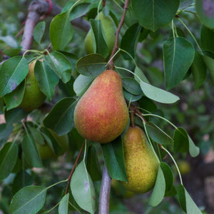 Organic Warren pears  with green and speckled red skin hanging on a tree surrounded by leaves.