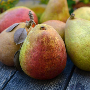 Organic Warren pears  with green and speckled red skin on rustic barnboard.