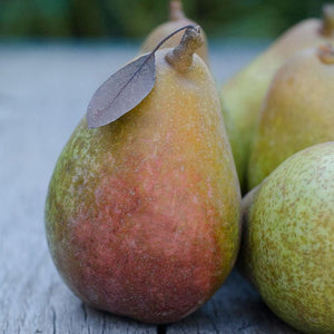 Organic Warren pears  with green and speckled red skin on rustic barnboard.